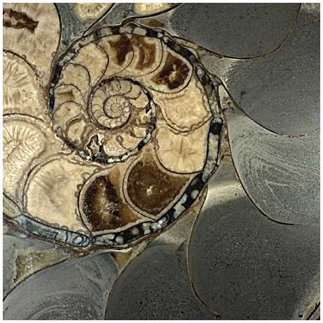 Photo of Fossilized Ammonite
