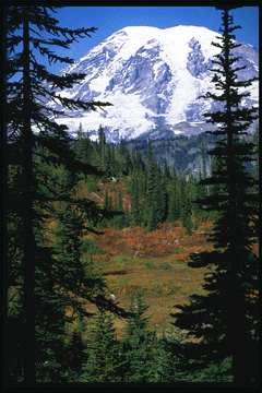 View of Mount Rainier